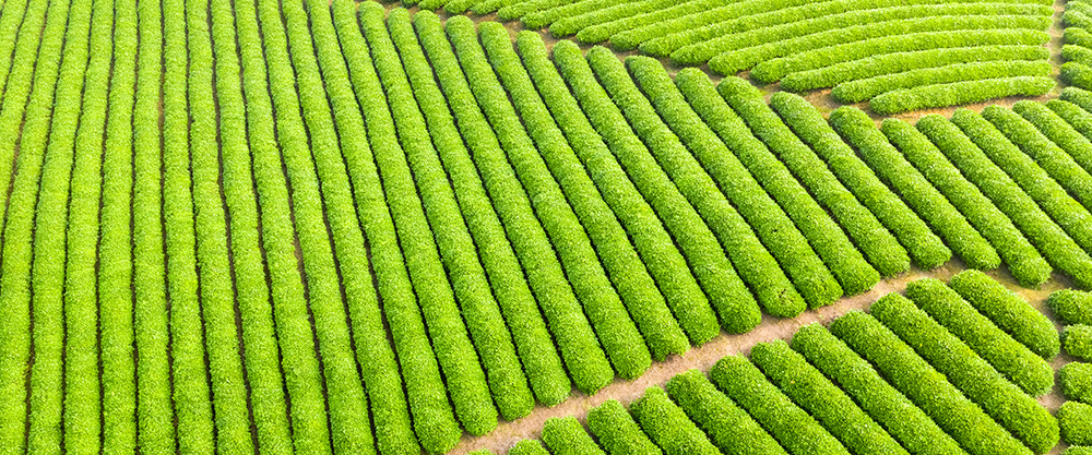 Matcha-teen viljely