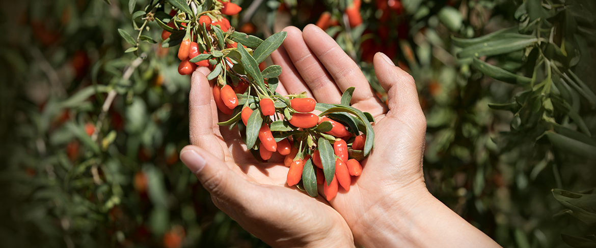 Goji-marja