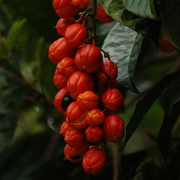 Guarana – yerba maten piristävä serkku