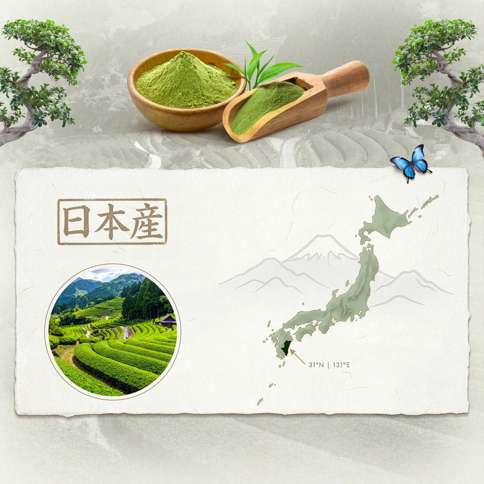 Japanese ceremonial matcha BIO Mary Rose