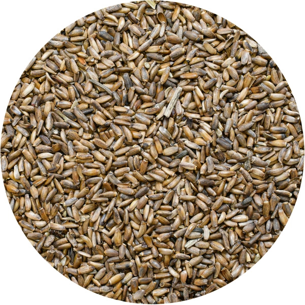 Vivarini - Maitohorsma (siemenet) 1 kg