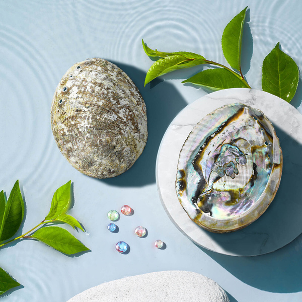 Abalone Shell - suitsukkeen pidike