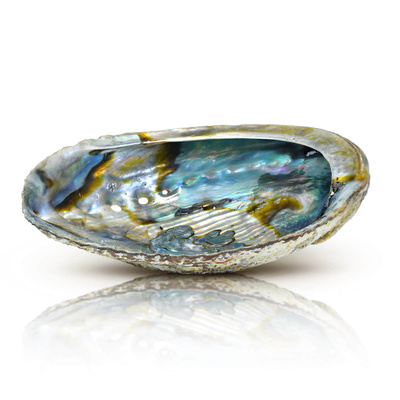 Abalone Shell - suitsukkeen pidike